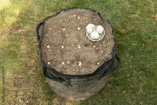 Garlic seeds buried in the soil for growing garlic plant in the garden photo