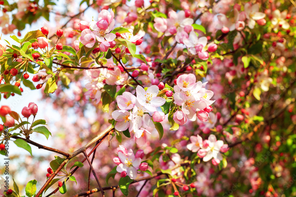 Blooming pink white flowers on apple tree branches close up, red cherry flowers blossom, beautiful sakura garden, spring orchard in bloom, green leaves soft blurred background, summer sunny day nature Blooming pink white flowers on apple tree branches close up, red cherry flowers blossom, beautiful sakura garden, spring orchard in bloom, green leaves soft blurred background, summer sunny day nature