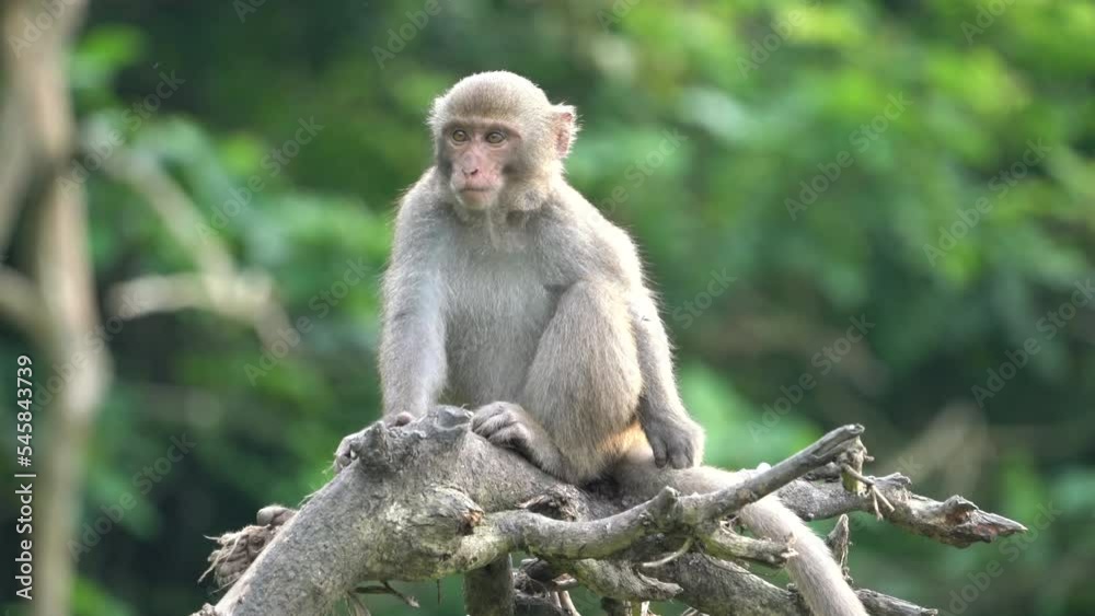 Formosan macaque, Formosan rock monkey also named Taiwanese macaque in the wild. Formosan macaque, Formosan rock monkey also named Taiwanese macaque in the wild.