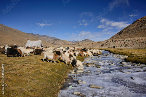 Herd of cows and frozen river and campsite along the Tso Moriri trek, Ladakh, India