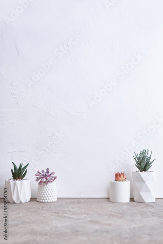 pots with groups of houseplants on concrete table - Echeveria and Pachyveria opalina Succulents