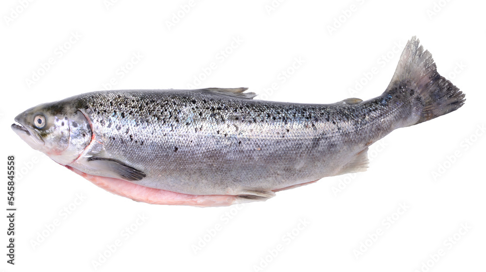 Obraz premium Salmon fish on white background