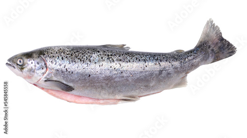 Salmon fish on white background