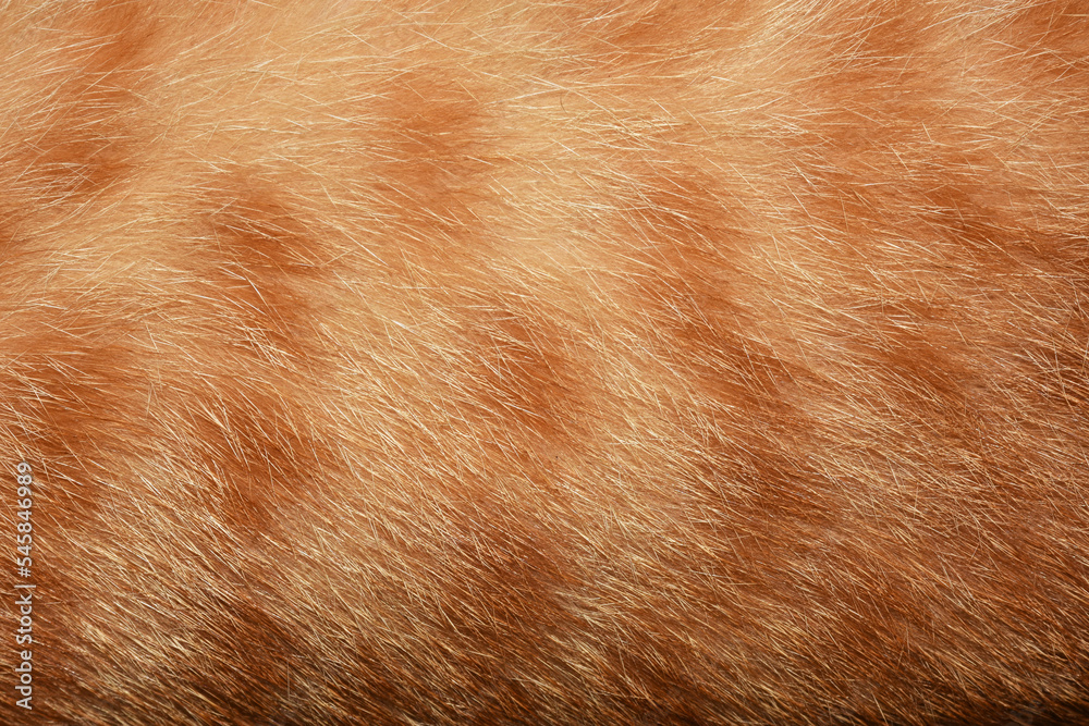 Orange cat hair, full frame orange fur, for the background. Orange cat hair, full frame orange fur, for the background.