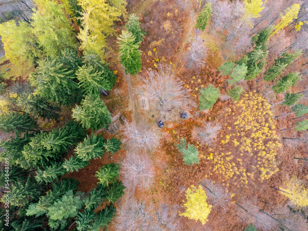 Aerial top view of summer green trees in forest in rural Poland. Drone photography