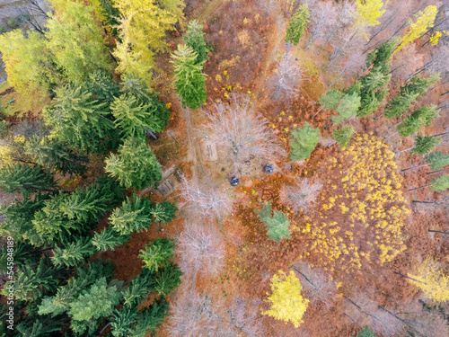 Obraz na płótnie Aerial top view of summer green trees in forest in rural Poland. Drone photography w salonie