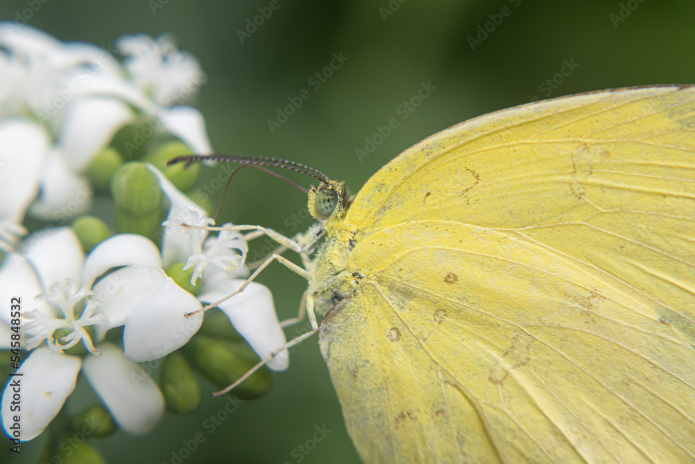 Obraz premium yellow butterfly, White, brown Butterfly perched on a blooming flower sucking nectar 