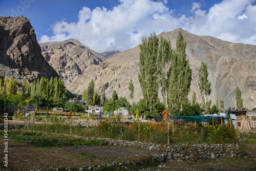 Fertile fields in the Balti village of Turtuk, along the Shyok River and Karakoram Range, Ladakh, India photo