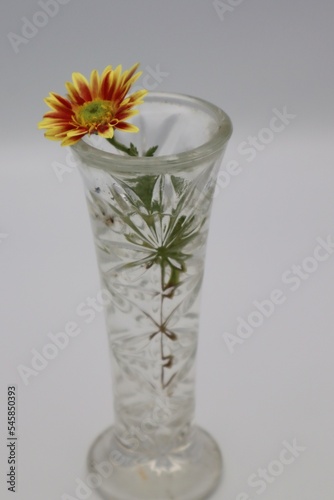 花瓶に飾られた菊の花 Fototapet