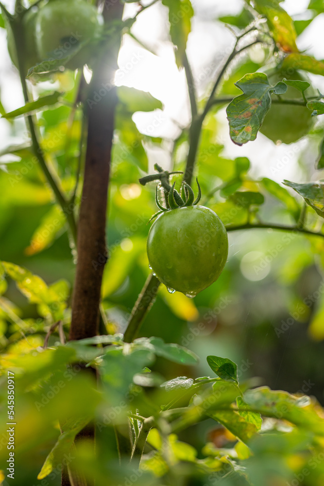Photo of fresh unripe home grown globe tomatoes growing healthily from its tree in the morning with dew