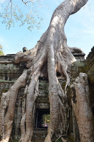 Angkor Wat Cambodia ruin historic khmer temple Tree Roots lost Culture