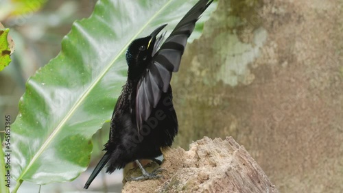 a close up of a male victoria's riflebird with wings up performing a mating display in the rainforest at lake eacham in nth qld, australia photo