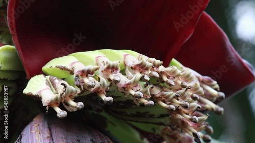 western Honey bee, Apis mellifera, apis, A. andreniformis, A. cerana and A. dorsata, koschevnikovi among banana tree flowers photo