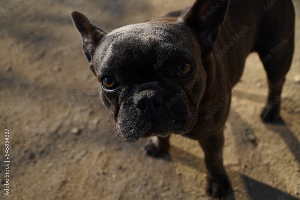 The French Bulldog.Companion dog or toy dog.Requires close contact with humans.Dog locked in a cage.Playful dog.