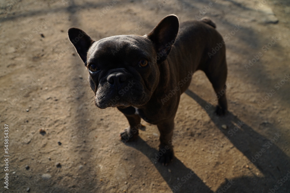 The French Bulldog.Companion dog or toy dog.Requires close contact with humans.Dog locked in a cage.Playful dog.