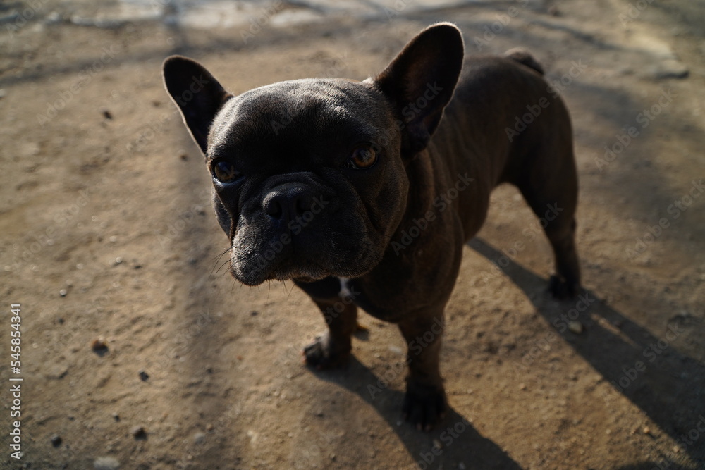 The French Bulldog.Companion dog or toy dog.Requires close contact with humans.Dog locked in a cage.Playful dog.