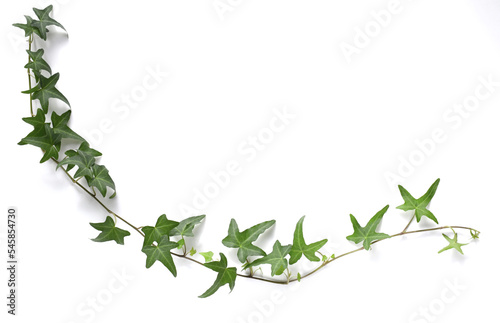 白バックにアイビーの葉の背景素材、緑の蔦の背景 