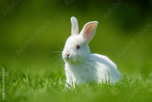 Funny little white rabbit on spring green grass