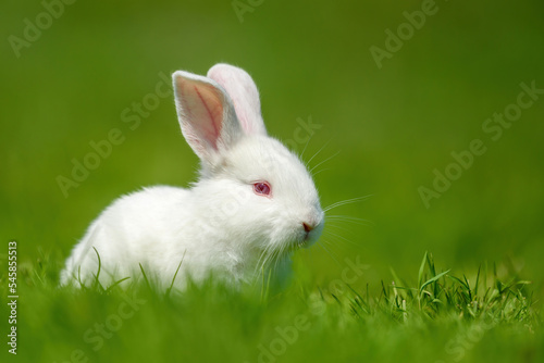 Funny little white rabbit on spring green grass