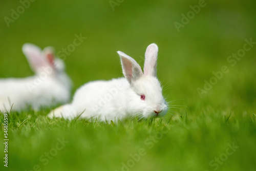Funny little white rabbit on spring green grass