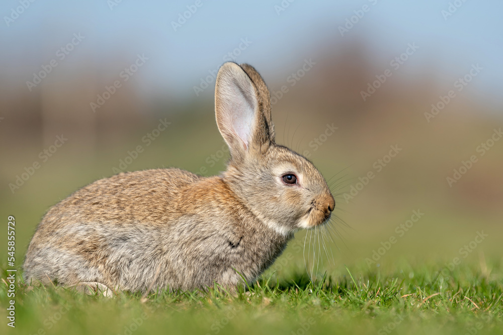Rabbit or hare while in grass in autumn time Rabbit or hare while in grass in autumn time