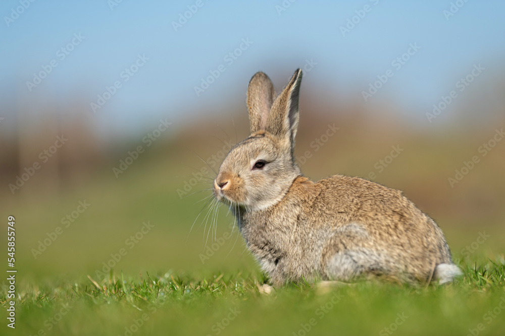 Fototapeta premium Rabbit or hare while in grass in autumn time