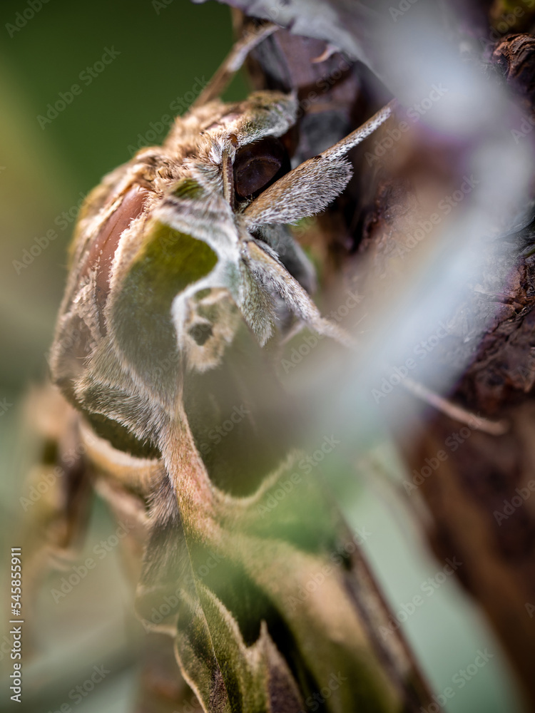 Fototapeta premium Oleander Hawk-moth perched on a branch
