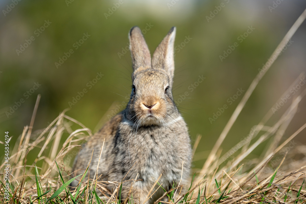 Rabbit or hare while in grass in autumn time Rabbit or hare while in grass in autumn time