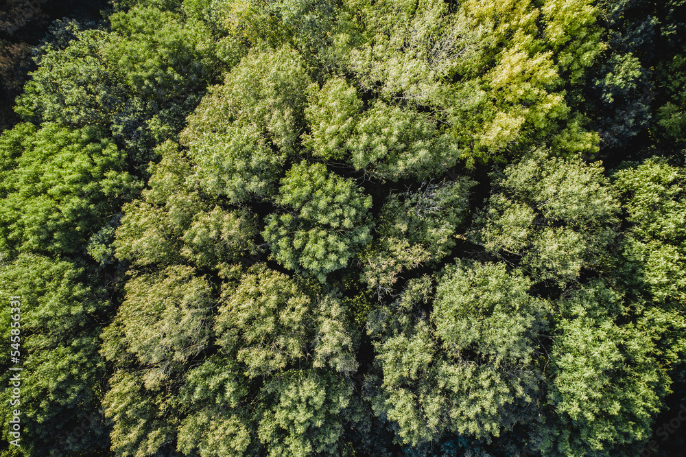 Aerial view. Autumn forest. Drone top view. Brown green canopy of trees from above