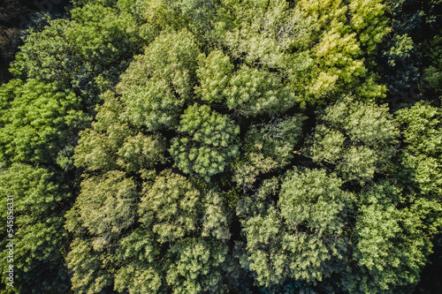 Aerial view. Autumn forest. Drone top view. Brown green canopy of trees from above © golubovy