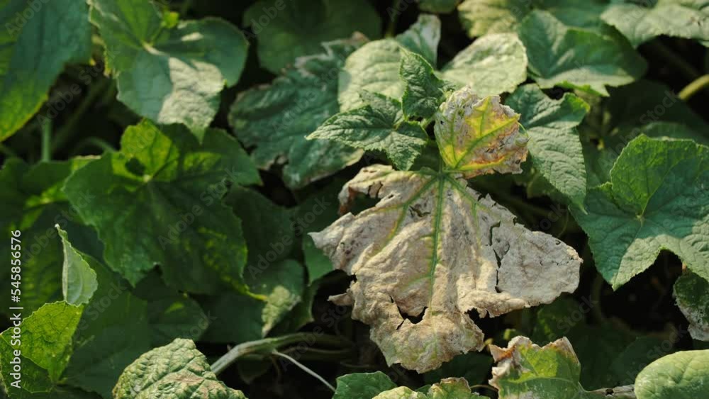 damaged and diseased vegetables in the field damaged and diseased vegetables in the field