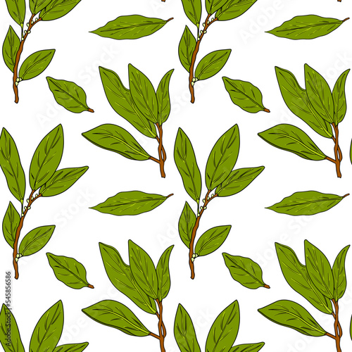 Fresh bay leaf herb vector seamless pattern