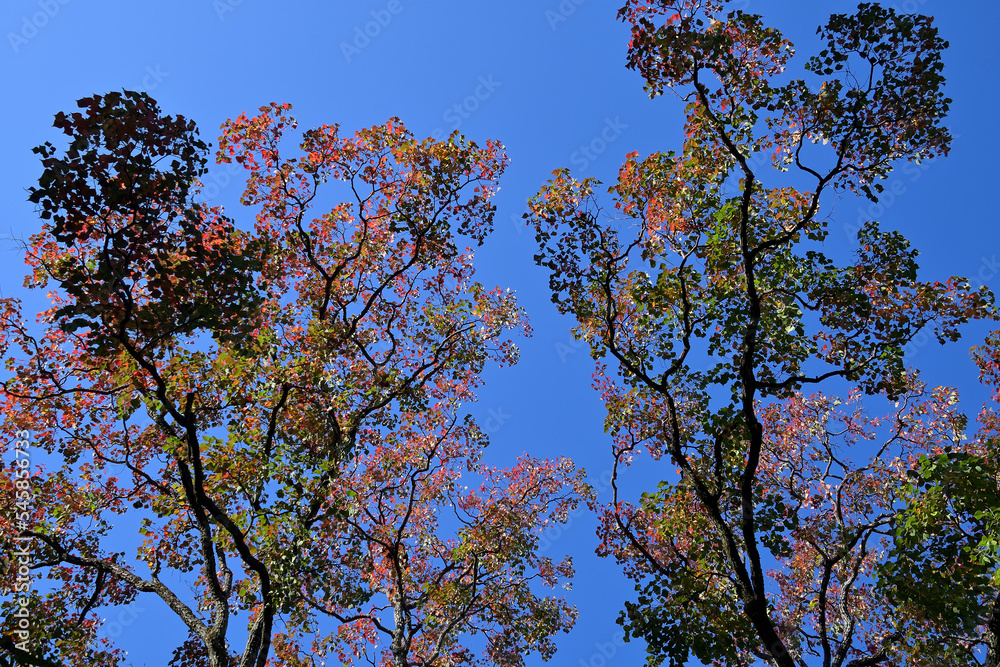 Obraz premium 陽射しに輝く紅葉したナンキンハゼの手前に、日陰のナンキンハゼのシルエットがある風景