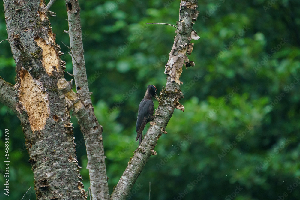 Black Woodpecker (Dryocopus martius) perched on a dry tree branch Black Woodpecker (Dryocopus martius) perched on a dry tree branch