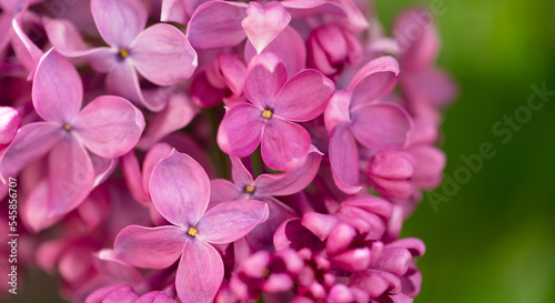 Beautiful lilac flowers in nature.