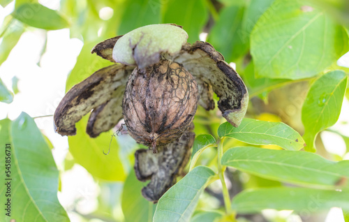 Ripe walnut on the branches of a tree.