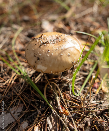 Toadstool mushroom grows in the ground in the forest.