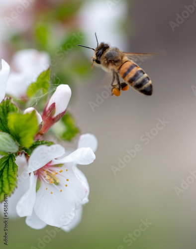 The bee flies near the flowers in spring.