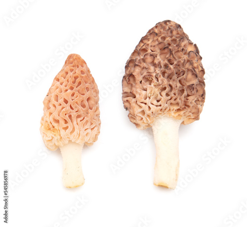 Morel mushrooms isolated on white background.