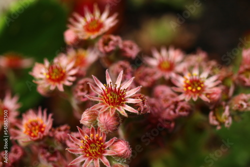 rojnik Palisander sempervivum