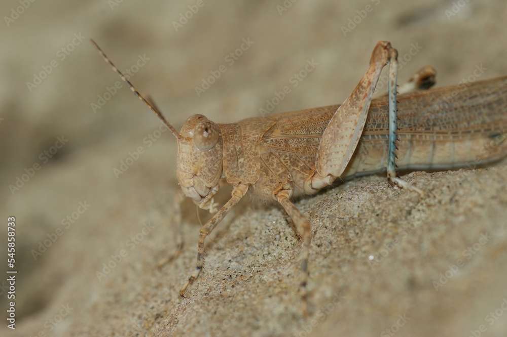 Close up of a grey colored blue winged locust, Sphingonotus caerulans