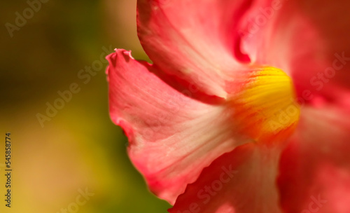 Brazilian Jasmine . Oblique frontal view . Macro
