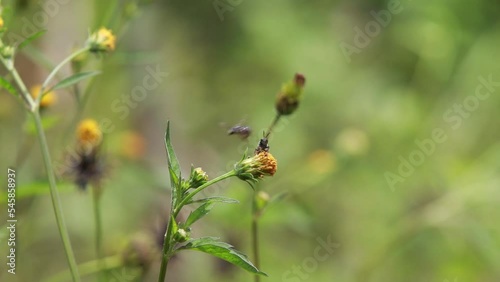 western Honey bee,Apis mellifera,apis, A. andreniformis, A. cerana dan A. dorsata,koschevnikovi 
 photo