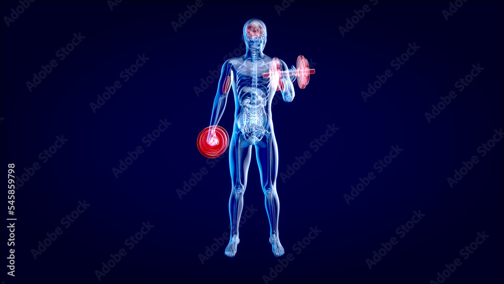 3D Illustration of an Anatomy of a X-ray man doing Biceps Curls 3D Illustration of an Anatomy of a X-ray man doing Biceps Curls
