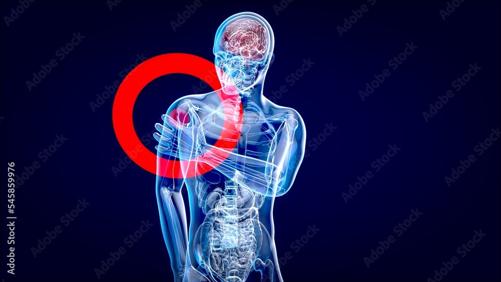 4K anatomy concept of a shoulder pain 4K anatomy concept of a shoulder pain