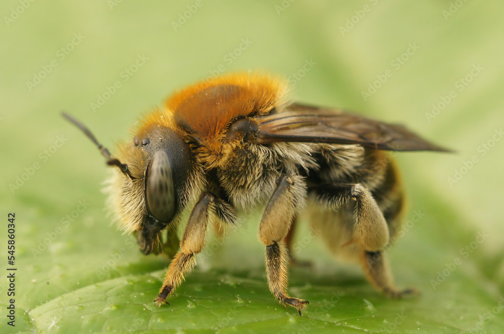 Closeup on byssal resin-leafcutter solitary bee, trachusa byssina, sitting on a green leaf Closeup on byssal resin-leafcutter solitary bee, trachusa byssina, sitting on a green leaf