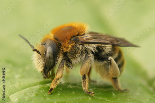 Closeup on byssal resin-leafcutter solitary bee, trachusa byssina, sitting on a green leaf © Henk