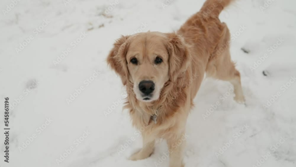 Golden retriever dog standing in snow in winter time outdoors and looking at camera. Purebred pet doggy outside in cold weather Golden retriever dog standing in snow in winter time outdoors and looking at camera. Purebred pet doggy outside in cold weather