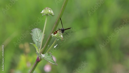 Polistes , Potter wasps,Mason wasps,Waps yellow jacket,Delta campaniforme, podynerus troglodytes,Delta esuriens, Eumenes aff. punctatus,Omicroides, Phimenes flavopictus
 photo