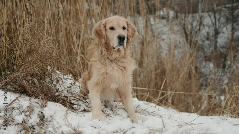 Fluffy golden retriever dog sitting in winter time outdoors and looking how snow falling. Purebred pet doggy outside with nordic cold weather Fluffy golden retriever dog sitting in winter time outdoors and looking how snow falling. Purebred pet doggy outside with nordic cold weather